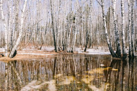La nieve se derrite. Abedules. Reflejo de árboles en el agua. Hermosa vista.