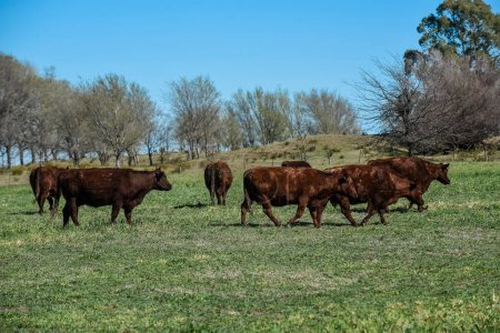 Vacas alimentadas con pasto natural en el campo pampeano, Patagonia