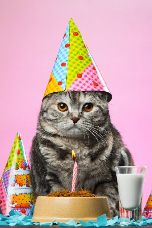 gatos de cumpleaños sobre un fondo rosa
