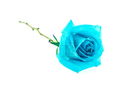 Photo for Blue rose isolated on white - Royalty Free Image