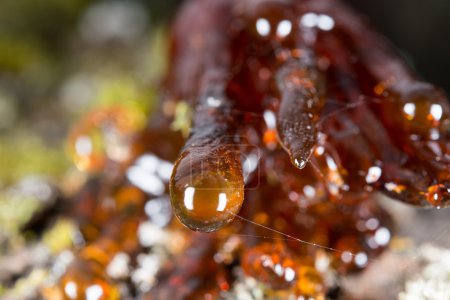 Photo for Tree natural resin close up macro - Royalty Free Image