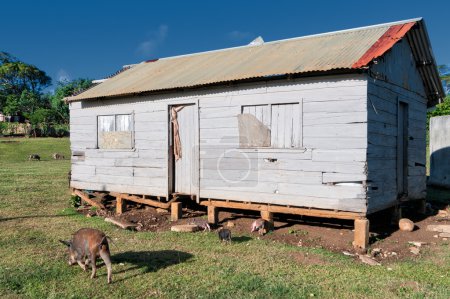 Photo for Hovel, shanty, shack in Kingdom of Tonga, Polynesia - Royalty Free Image