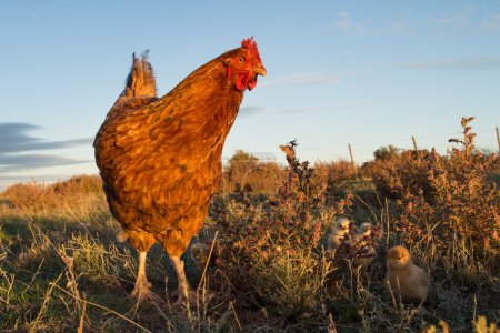 gallinas y pollitos en una granja
