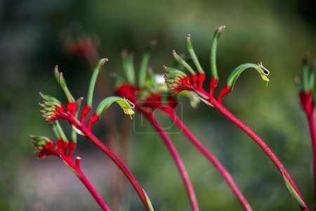 Photo for Kangaroo Pow flower West Australia symbol - Royalty Free Image