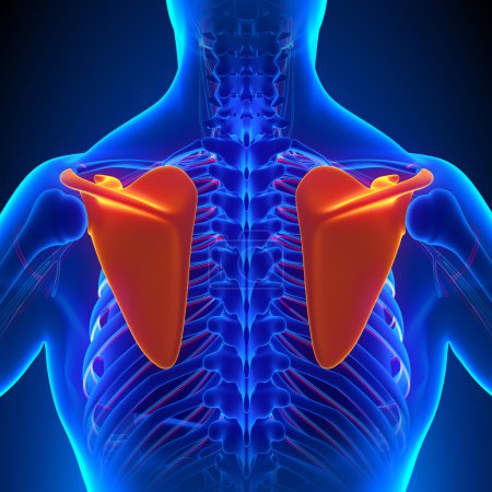 Anatomía ósea escápula con sistema circulatorio
