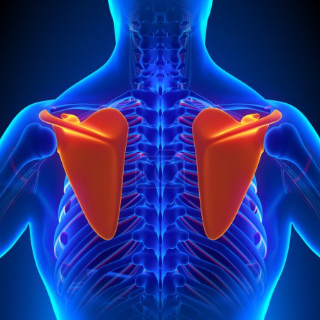 Scapula Bone Anatomy with Circulatory System