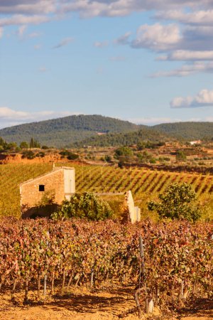 Plantación de viñedos en Utiel Requena. Tiempo de cosecha. Valencia, España