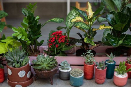 Mini jardín de suculentas y cactus en macetas en casa. Ficus, zamioculcas. Concepto de jardinería doméstica. Colección de plantas de interior y ornamentales en macetas. Cuidado de plantas. Composición moderna del jardín casero