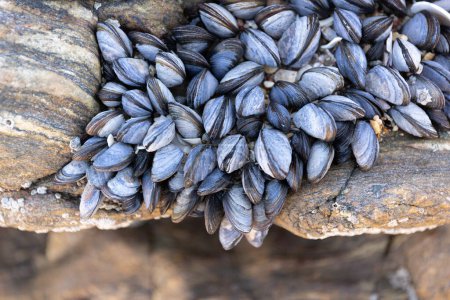 Gruppe wilder Miesmuscheln auf Felsen, die bei Ebbe natürlich auf Strandfelsen wachsen. Mytilus edulis