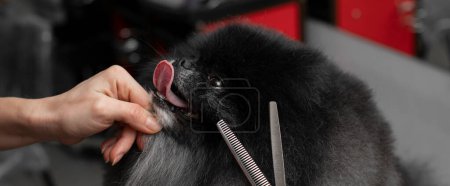 Foto de Aseo Spitz. Aseo por un peluquero profesional en el salón. Perro feliz en el peluquero. Cita con el veterinario. El cuidador sostiene al perro con la mano. Corte de pelo para mascotas. Exposición canina - Imagen libre de derechos