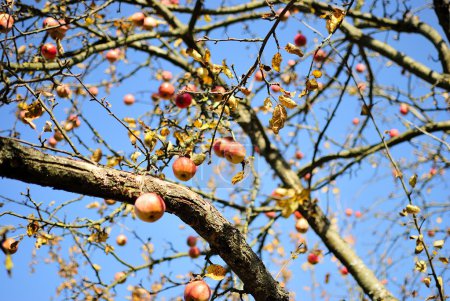 Apfelbaum im Herbst