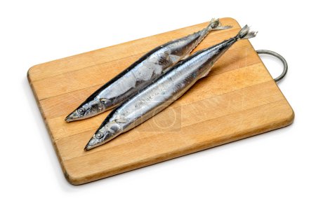 Saury du Pacifique
