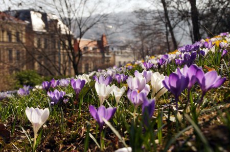 Photo for A spring meadow full of loud colorful croccuses plants. At the foot of the hill rise high Jungendstil building. The old Patritzier houses shine in the sun and get up behind green hills that border the city. A symbol of spring and nature in the city - Royalty Free Image