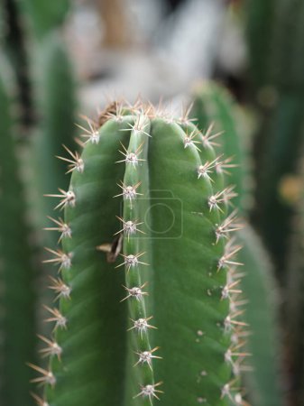 Foto de Cactus árbol tronco verde tiene puntas afiladas alrededor de la floración en macetas de plástico - Imagen libre de derechos