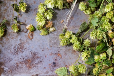 Foto de Ramas frescas y conos de lúpulo verde y orejas de cebada sobre fondo metálico viejo. Concepto de cerveza. Con espacio de copia a la izquierda. Vista superior
. - Imagen libre de derechos