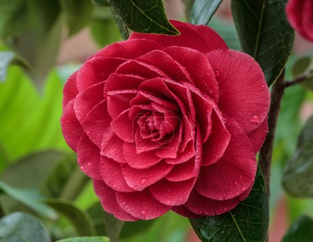 camelia japonica