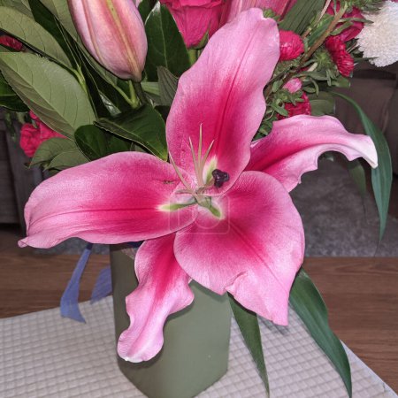 Photo for Flashpoint pink and white Oriental Trumpet Lily closeup.Beauty in nature image. - Royalty Free Image