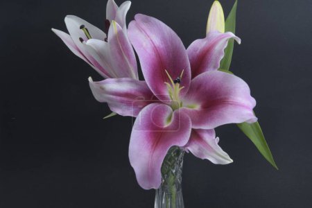 Photo for Flashpoint purple, pink and white Oriental Trumpet Lily closeup on a black background in a crystal vase. Beauty in nature image. - Royalty Free Image