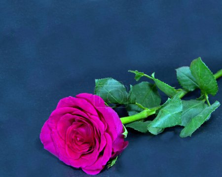 Photo for Beautiful single deep red Rose flower with green leaves closeup isolated on a black background. Beauty in nature flora photo. - Royalty Free Image