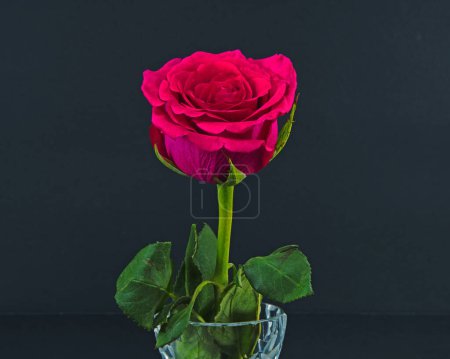 Photo for Beautiful single deep red Rose flower with green leaves closeup isolated on a black background. Beauty in nature flora photo. - Royalty Free Image