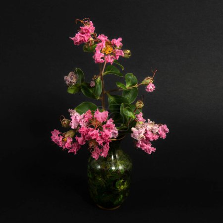 Photo for Beautiful floral display of Pink Lantana flowers fresh close up in a dark decorative display vase isolated on a black coloured background. Wall art and decoration image. - Royalty Free Image