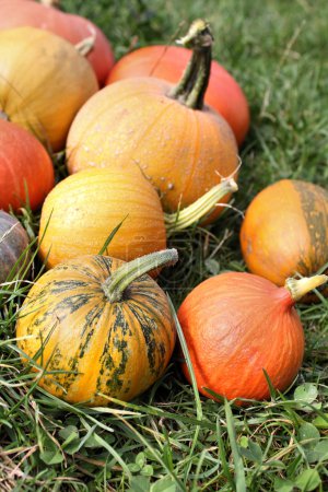 Photo for Winter squashes and pumpkins harvest in the garden - Royalty Free Image