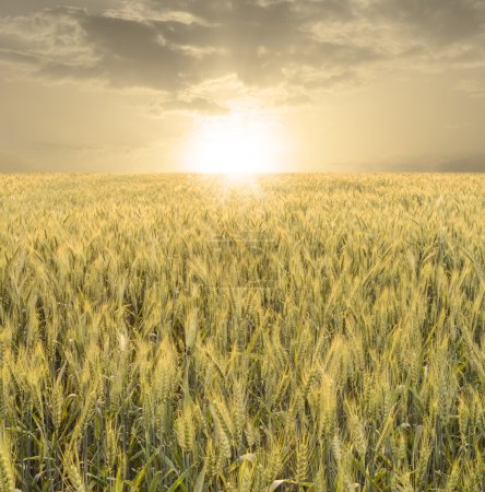 Téléchargez les photos : Vue du champ de blé vert au coucher du soleil - en image libre de droit