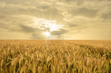 Golden Wheat Field