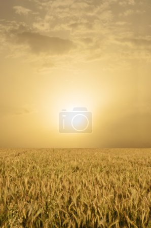 Wheat Field