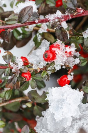 Red berries (cotoneaster horizontalis) under snow. 