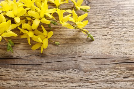 Forsythia sobre fondo de madera
.