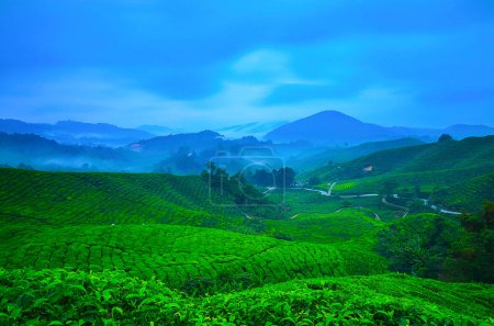 Hermosa vista del amanecer en Tea Plantation, Cameron Highland