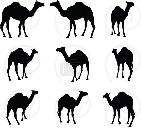 Illustration for Vector Image - camel in Walking pose  isolated on white backgroun - Royalty Free Image