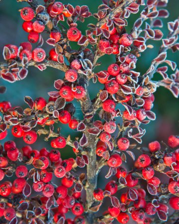 Frozen red berries