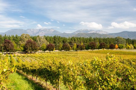 Alpine Valley Vines in Autumn