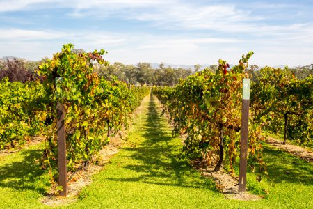 Vinos del Valle Alpino en otoño
