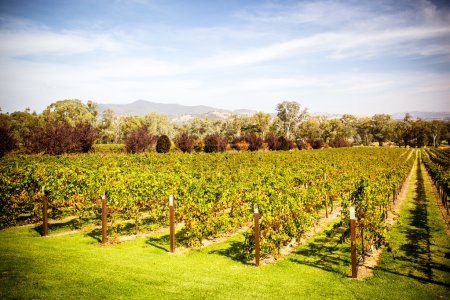 Vinos del Valle Alpino en otoño

