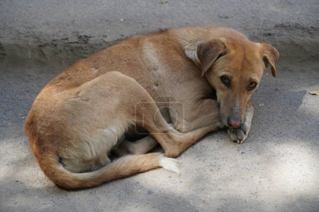 Joven perro callejero buscando sucio y solitario. Los perros sin hogar son problemas sociales en todo el mundo. 298