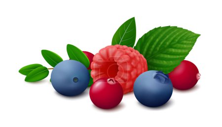 Mélange de baies sauvages framboises, bleuets et canneberges avec des feuilles isolées sur fond blanc. Illustration vectorielle réaliste.
