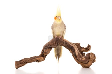 Foto de Hermosa Cockatiel posando en una rama aislada en blanco - Imagen libre de derechos