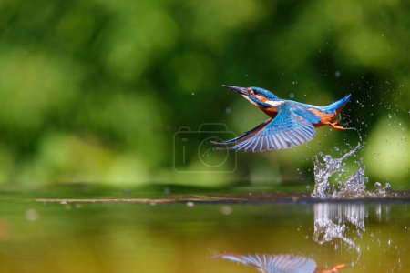 Téléchargez les photos : Kingfisher commun (Alcedo atthis) s'envole avec un poisson après avoir plongé pour les poissons dans la forêt aux Pays-Bas - en image libre de droit