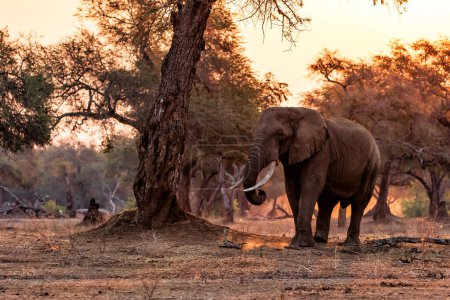 Téléchargez les photos : Taureau éléphant à la recherche de nourriture à la fin de la saison sèche au coucher du soleil dans la zone riveraine du parc national de Mana Pools au Zimbabwe - en image libre de droit