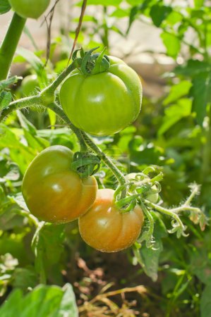 Tomates en el invernadero con los frutos maduros La reddenina
Tomates en el invernadero con los frutos maduros La reddenina