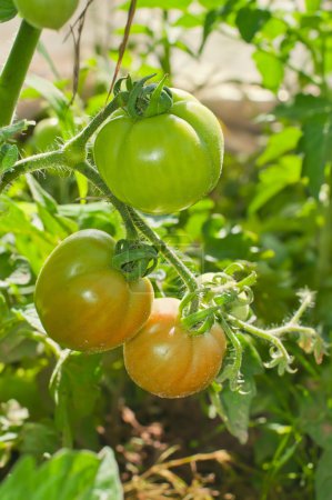 Tomatoes in the greenhouse with the ripening fruits The reddenin