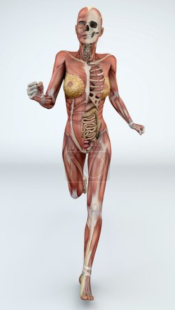 cuerpo femenino con músculos y órganos esqueléticos
