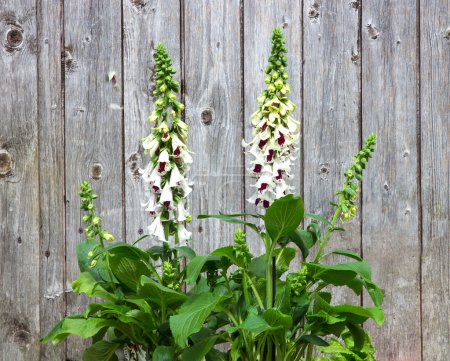 Photo for Foxglove or Digitalis with white blossoms planted in frond of a woooden wall. - Royalty Free Image