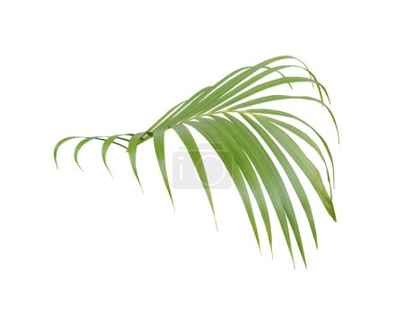 hoja de palma verde sobre fondo blanco