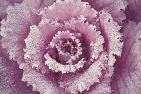 Decorative cabbage close up.