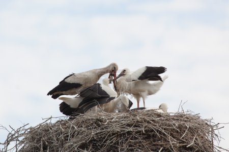 Foto de Aves bebé de cigüeñas blancas con uno de los padres en un nido en el verano - Imagen libre de derechos