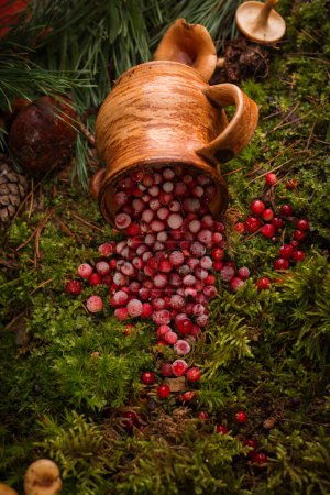Las bayas rojas de los arándanos maduros en la cacerola de barro sobre la cubierta de musgo, al suelo del bosque. Fondo alimentario ecológico.